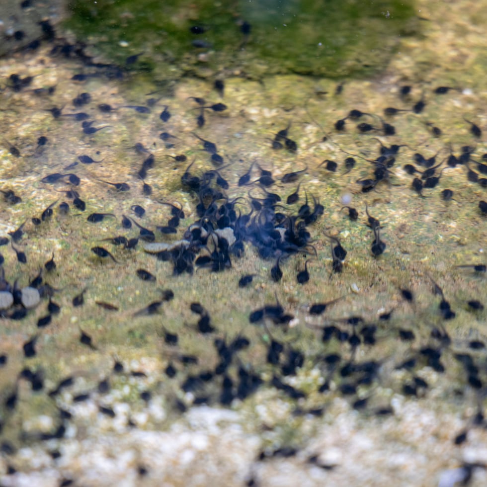 Releases are normally made in May, June and October, coinciding with the rainy seasons and the natural reproductive cycles of the concho toad.