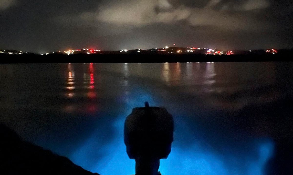 Bahía bioluminiscente de Vieques pierde brillo y preocupa impacto en turismo