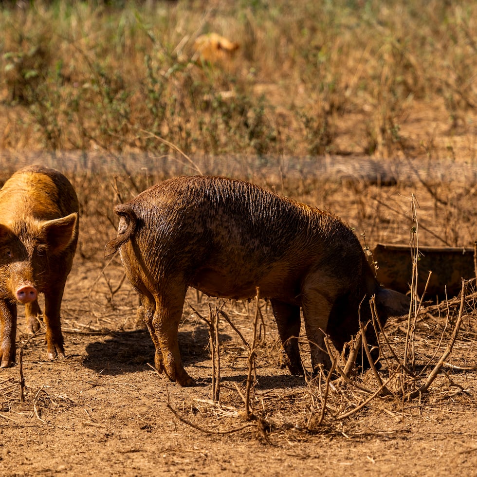 No hubo personas heridas.
