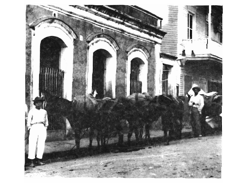 Tren de mulas con carga de cafe, 1899. El principal consumidor del café puertorriqueño eran los países europeos.