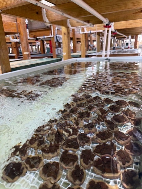 Imagen de la cobertura de: Congelan esperma de corales para fortalecer la acuicultura en Puerto Rico