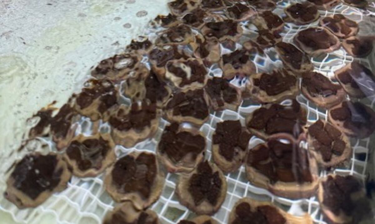 Congelan esperma de coral para fortalecer la acuicultura en Puerto Rico ante el cambio climático