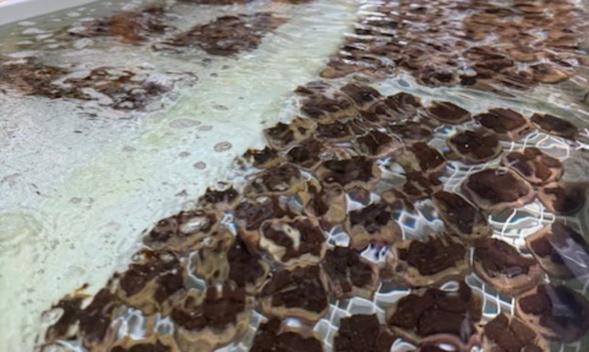 Congelan esperma de corales para fortalecer acuicultura en Puerto Rico ante cambio climático