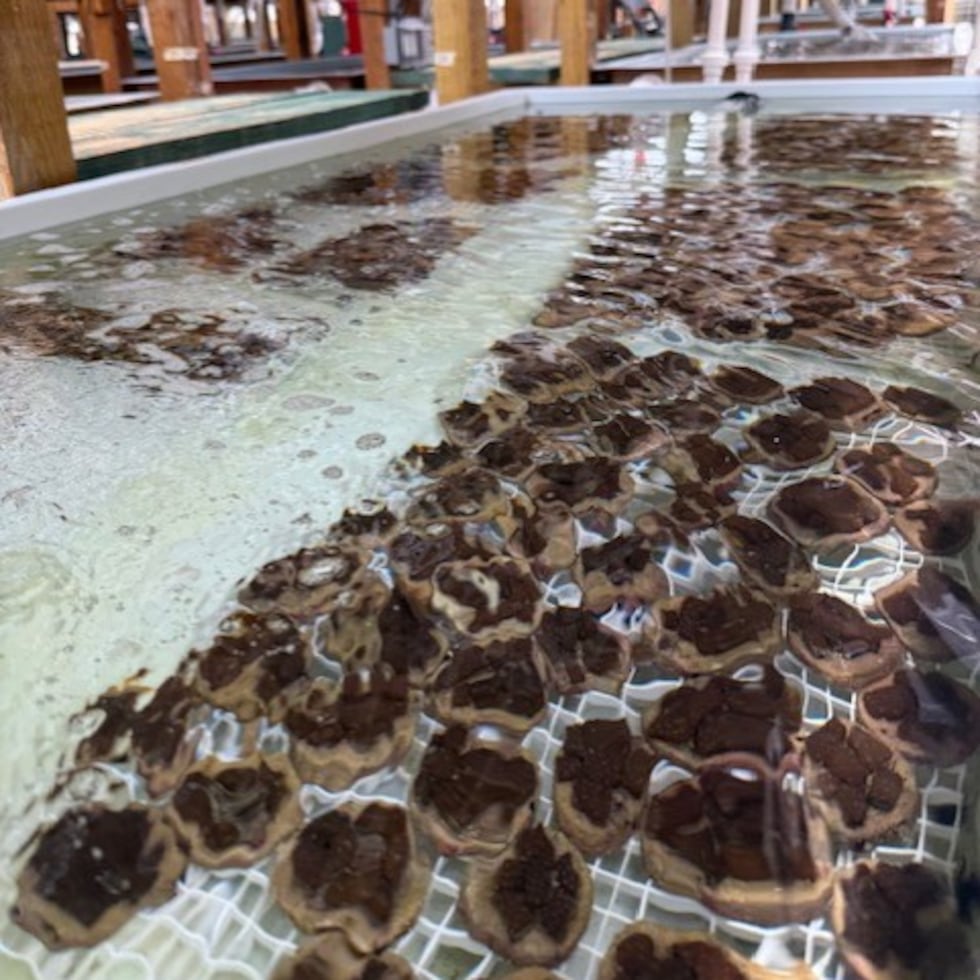 En Ceiba y La Parguera, ISER Caribe mantiene viveros de coral para proyectos de restauración a gran escala.