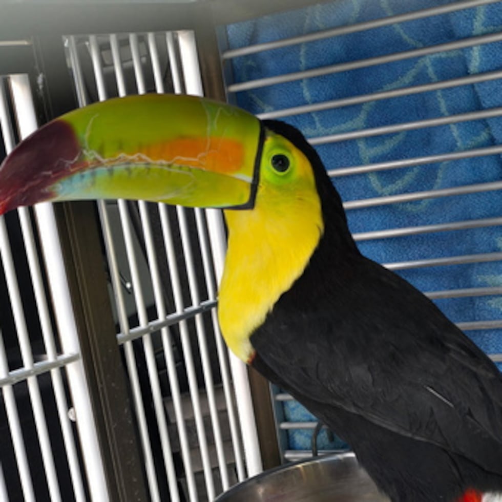 Sam dentro de su jaula.