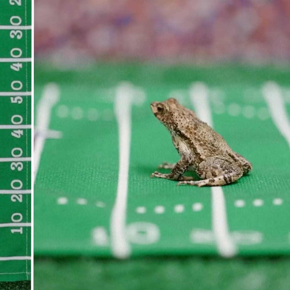 Dos sapos conchos del Zoológico de Forth Worth, en Texas, hicieron sus predicciones sobre el ganador del Super Bowl XL.