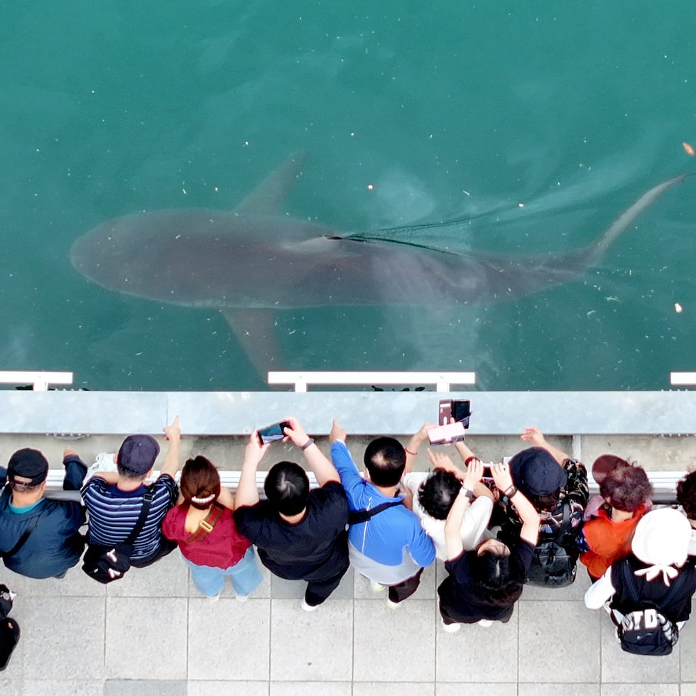 Gente reunida para ver un tiburón atrapado en el North Port Waterfront Park en Busán, Corea del Sur, el martes 29 de septiembre de 2026 (Son Hyung-joo/Yonhap via AP)