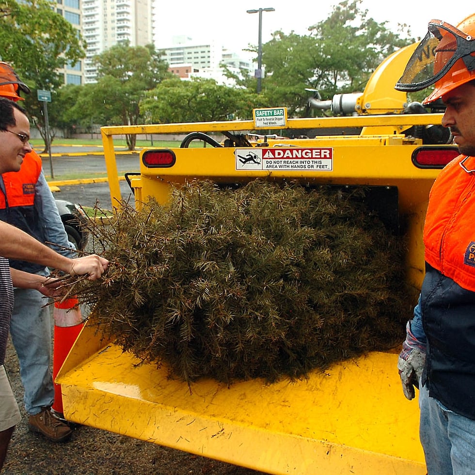 Los árboles serán recibidos en horario de 4:00 de la tarde a 7:00 de la noche.