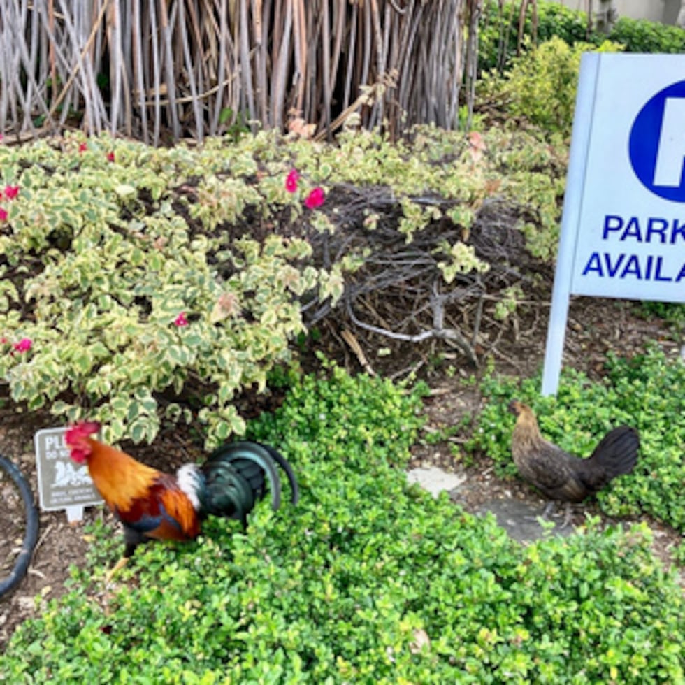 Gallinas asilvestradas deambulan cerca del centro de Honolulu el 19 de abril de 2023. (AP Photo/Jennifer Sinco Kelleher)