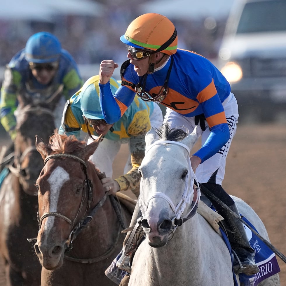 Ortiz podría ampliar el récord este sábado, cuando compita en el Hipódromo Aqueduct de Nueva York.