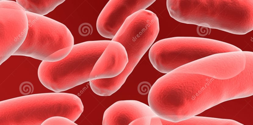 La shigella es causa común de diarrea. La bacteria se propaga muy fácilmente por medio de alimentos contaminados o charcas y lagunas. (Archivo)