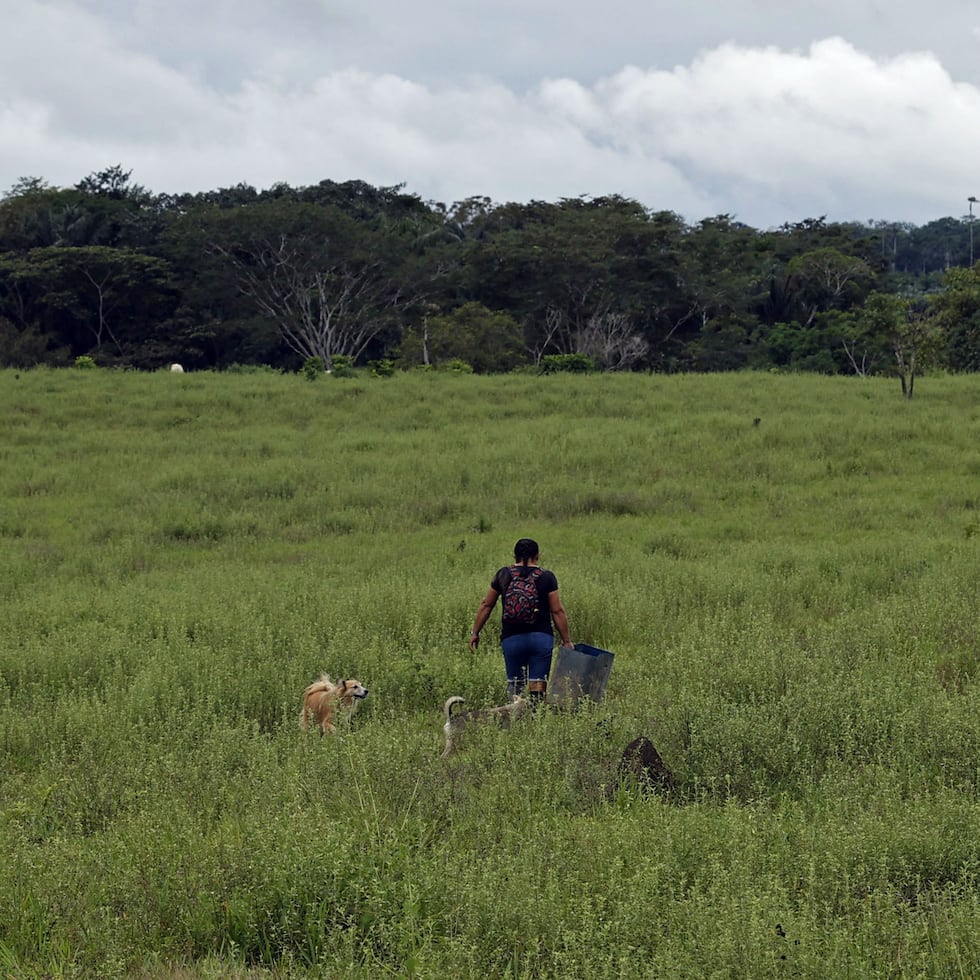Campesinos caminan por los campos deforestados en Guaviare (Colombia), en una imagen de archivo.