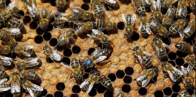 Los ataques de avispas son relativamente frecuentes en distintas zonas de Sri Lanka. (EFE))