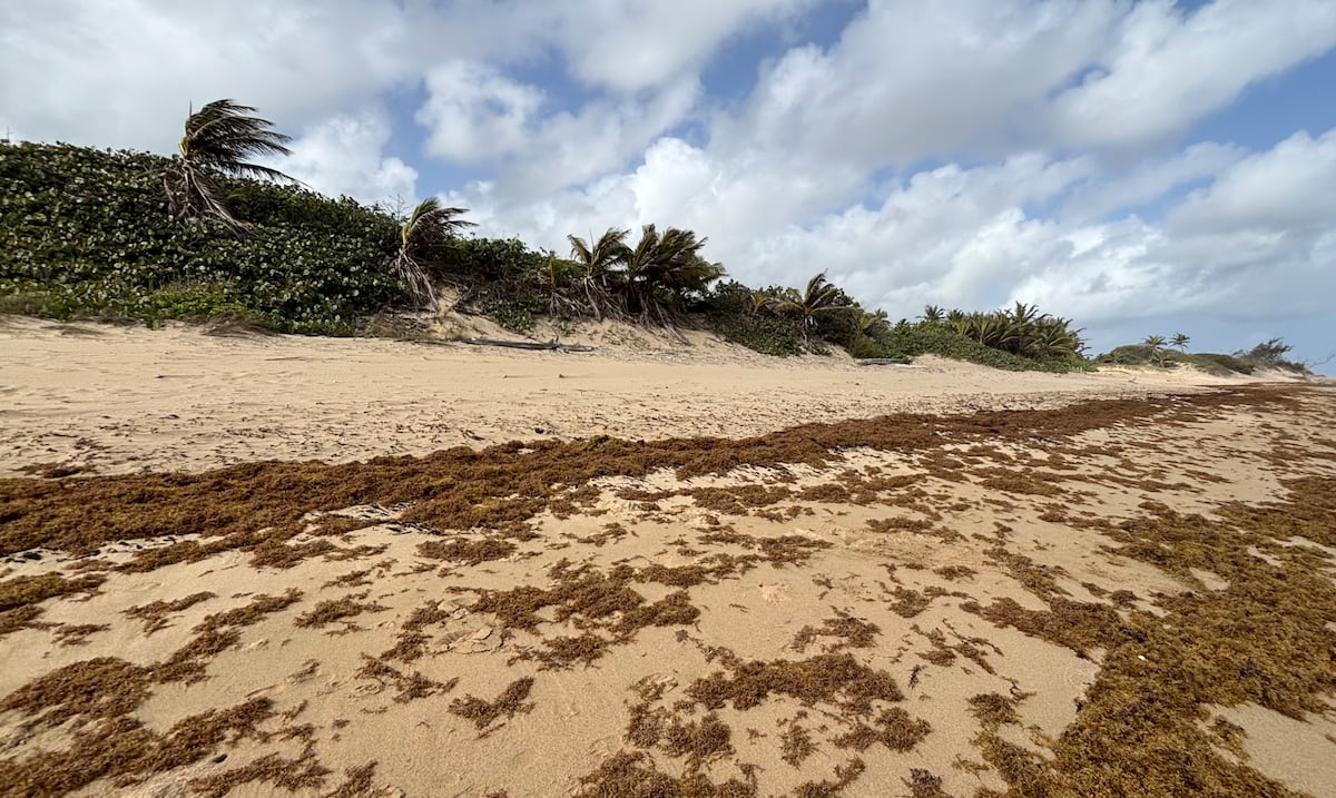 Sargazo se acerca a niveles récord en Puerto Rico con pico de temporada aún por llegar