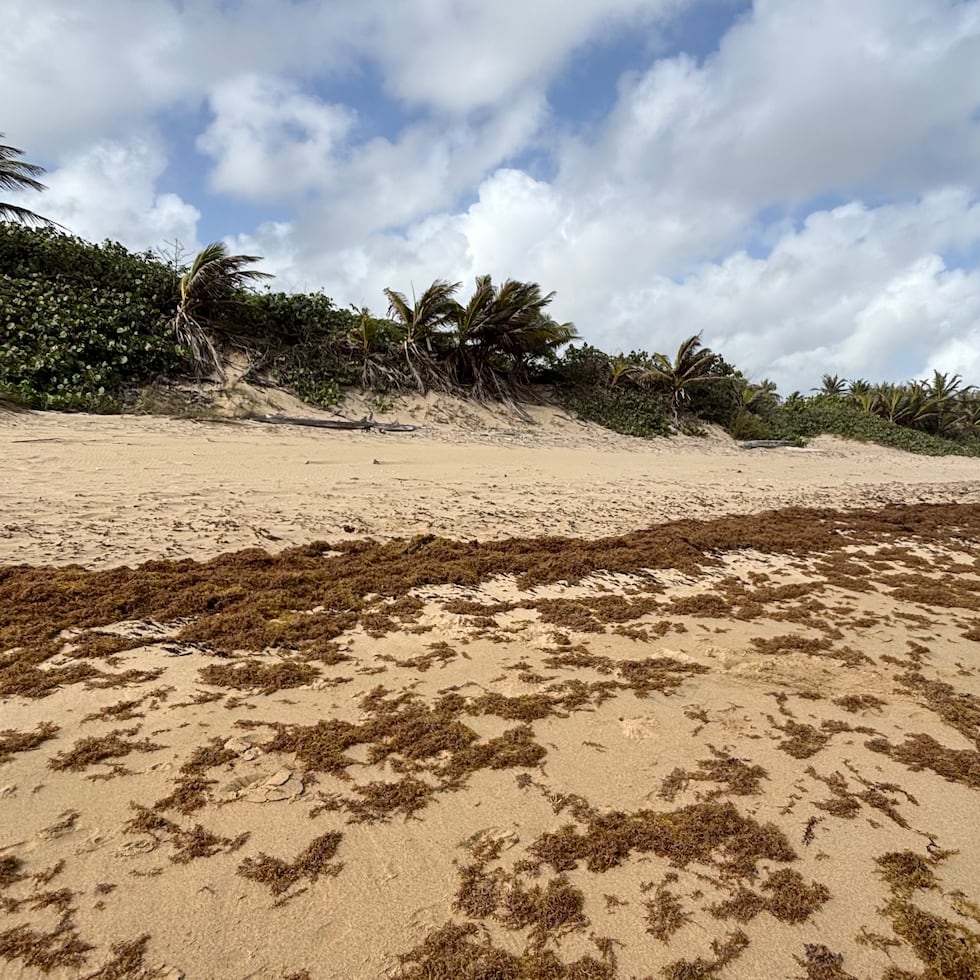 Así lucía el sargazo en la costa de la playa Jobos, en Isabela.
