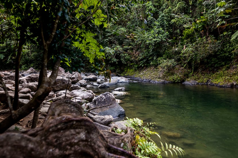 Visita al río Mameyes y río la Mina y caminata por la Vereda el Angelito en el Yunque en Luquillo, Puerto Rico.