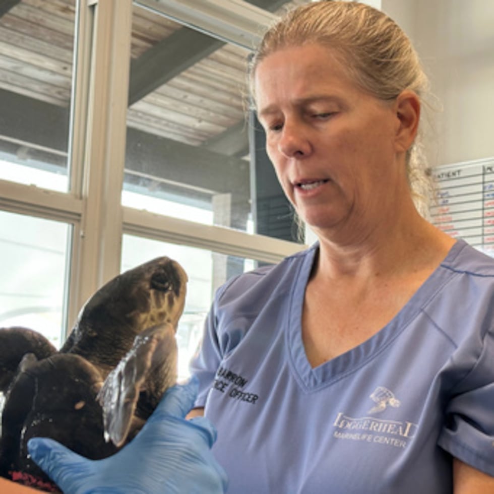 La Dra. Heather Barron cuida de una tortuga Kemp's Ridley el lunes 15 de diciembre de 2025 en Juno Beach, Florida (AP Photo/Cody Jackson)