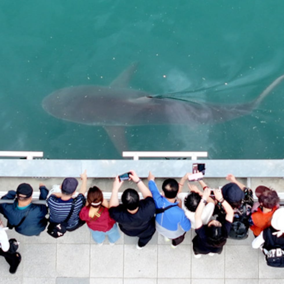 Gente reunida para ver un tiburón atrapado en el North Port Waterfront Park de Busán, Corea del Sur.