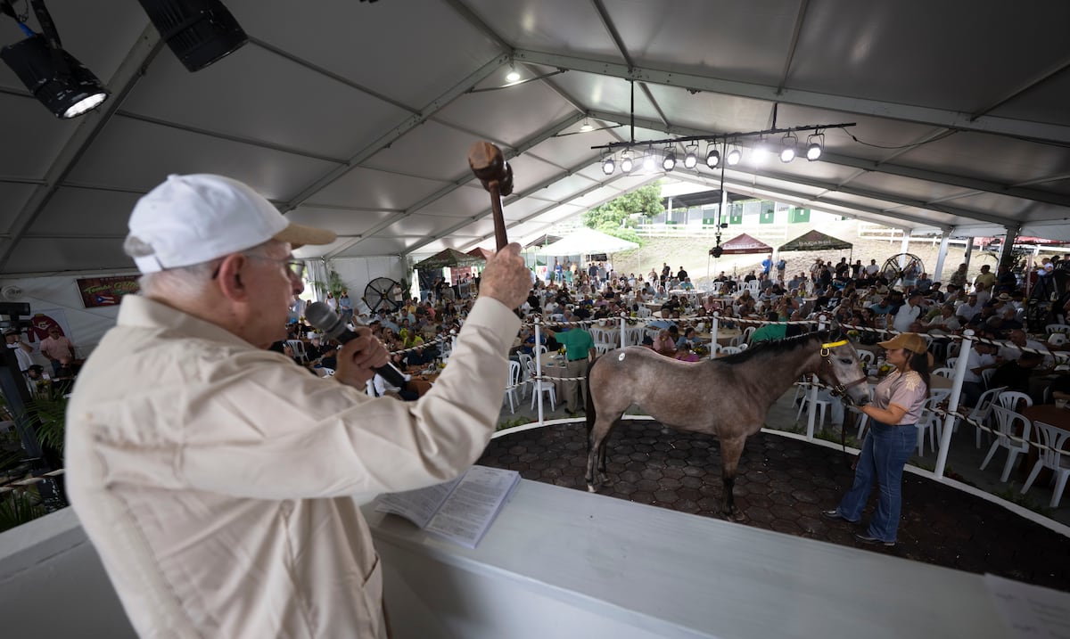 Subasta de caballos en Coamo mueve casi $1.5 millones con venta de 50 ejemplares
