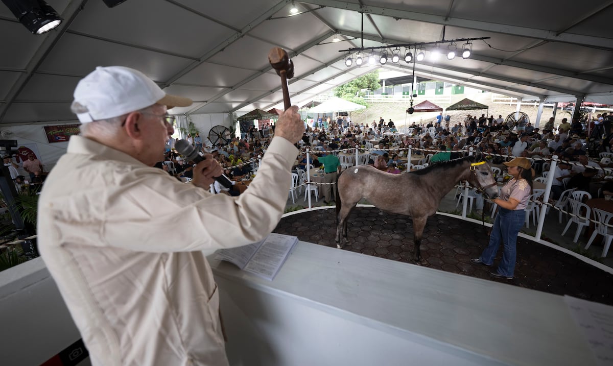 Subasta de caballos en Coamo alcanza casi $1.5 millones en ofertas