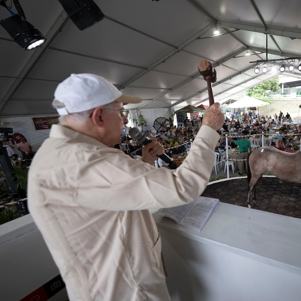 Con mallete en mano, el narrador hípico Norman H. Dávila lideró el proceso de subasta en el Potrero Los Llanos, en Coamo.