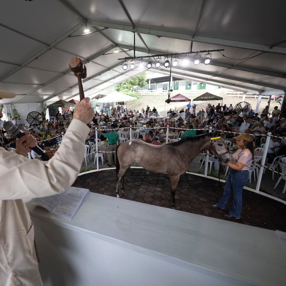 With gavel in hand, horse racing announcer Norman H. Dávila led the horse auction at Potrero Los Llanos in Coamo.