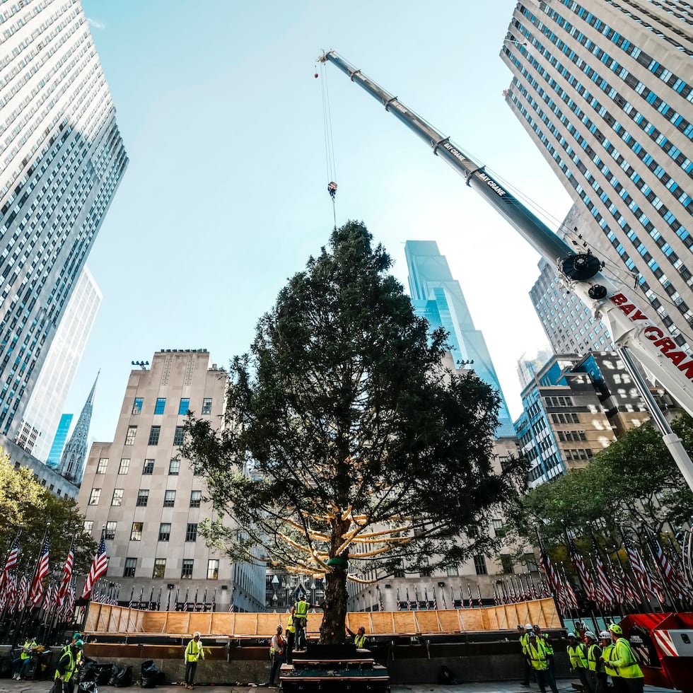 El árbol de Navidad del Centro Rockefeller es colocado en su sitio por una grúa en la Plaza Rockefeller, el sábado 8 de noviembre de 2025, en Nueva York.