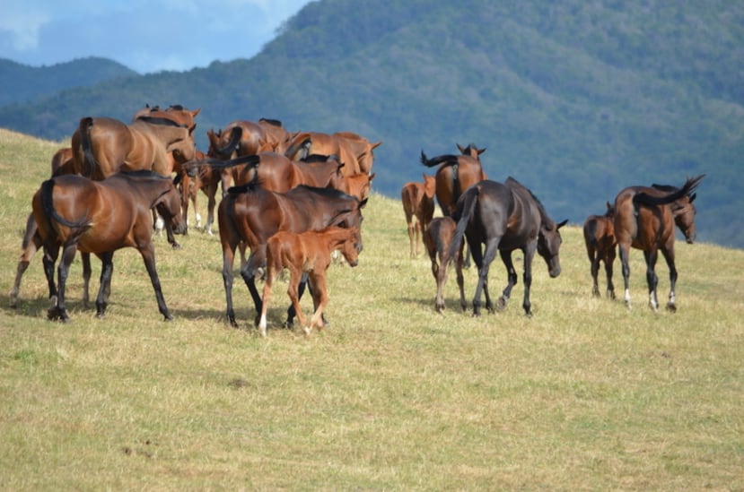 Potrero Los Llanos ha sido seleccionado en múltiples ocasiones como “Potrero Del Año”, gracias a la consistencia de sus productos que han probado su calidad en la pista, con más de 145 ganadores clásicos en su historial.