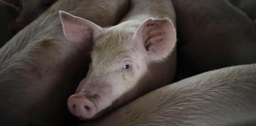 La producción porcina en China alcanzó las 54 millones de toneladas y el consumo interno superó las 55 millones de toneladas en 2018, de acuerdo al Departamento de Agricultura de Estados Unidos. (Archivo)