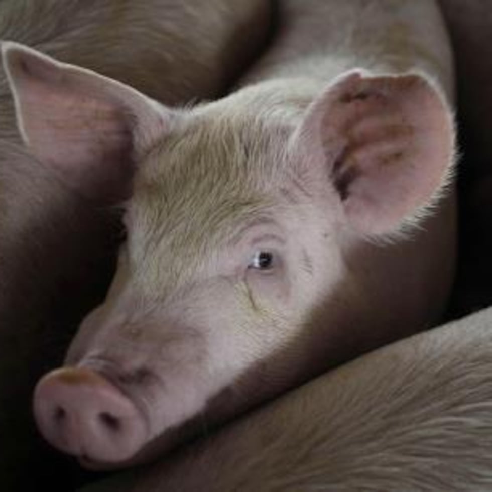 Los organoides de riñón tienen una estructura tridimensional.