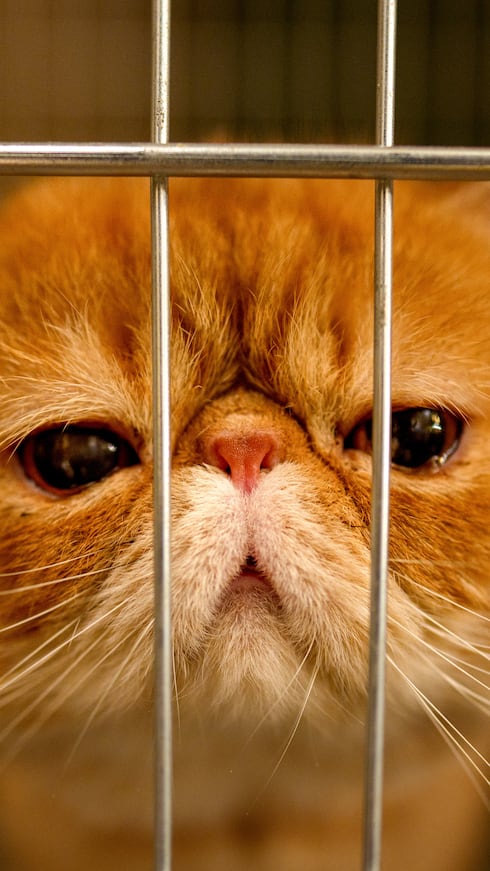 Un gato de raza Exotic Shorthair permanece en una jaula durante una sesión de evaluación del concurso internacional de belleza felina, conocido como los “Oscar felinos”, que reunió a más de 200 gatos en Bucarest, Rumanía.