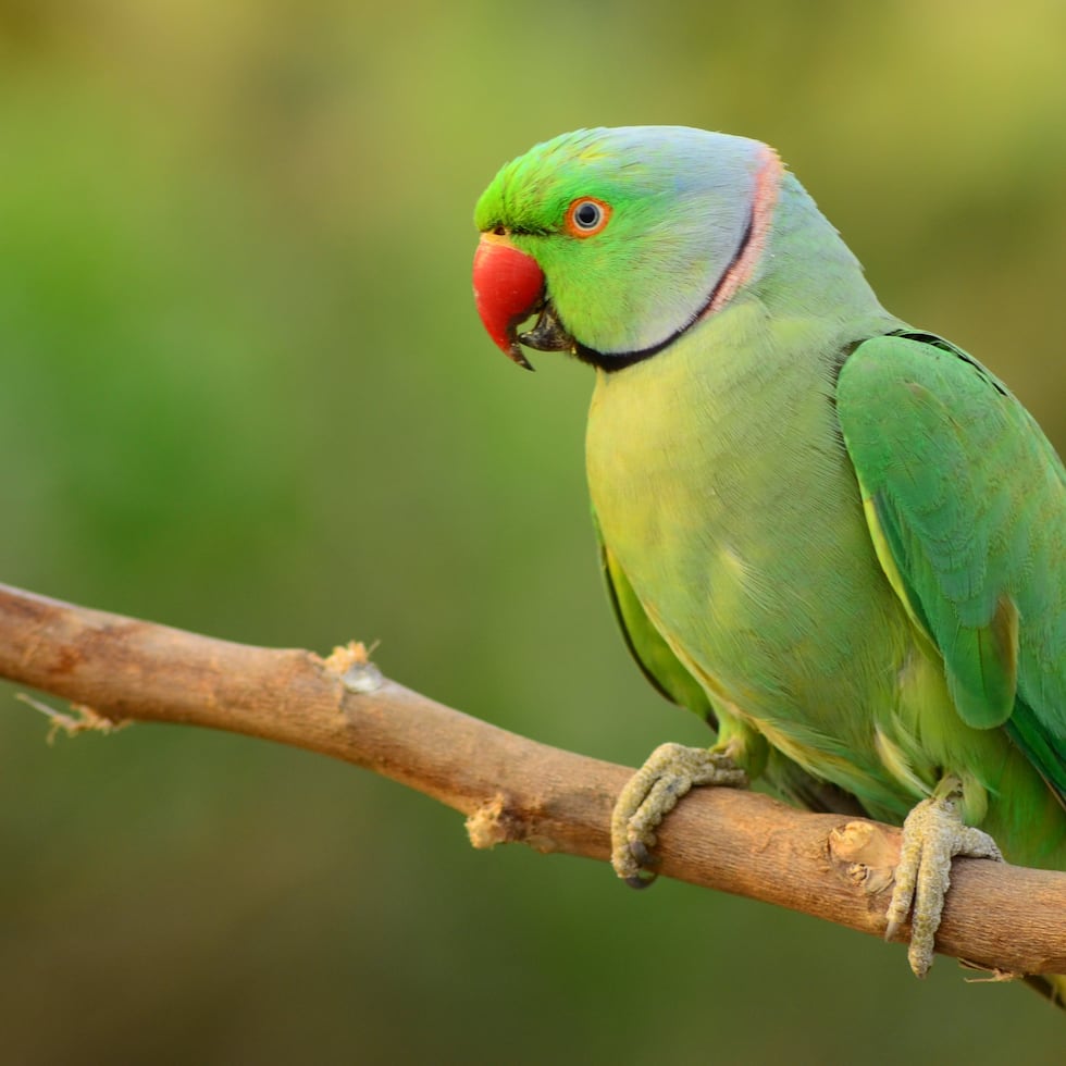 In one of the operations carried out by the Vigilante Corps in Sabana Grande, 116 ringneck parrots were seized, with an estimated value of between $2,500 and $3,000 per bird.