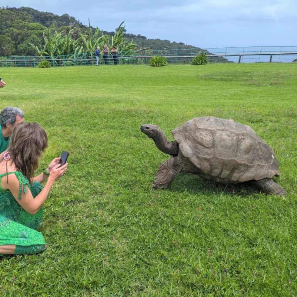 La noticia de la muerte de la tortuga se difundió rápidamente en redes sociales el Día de los Inocentes (1 de abril).