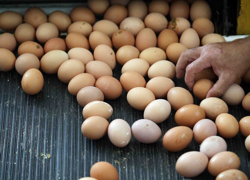 La docena de huevos grandes se vende en $1.88 en el centro norte de Estados Unidos. (GFR Media)