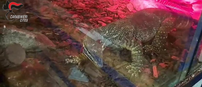 Captura del vídeo facilitado por los Carabineros del caimán encontrado, junto con varias serpientes peligrosas, en un sótano en un edificio de la ciudad de Sannicandro di Bari, en Italia.