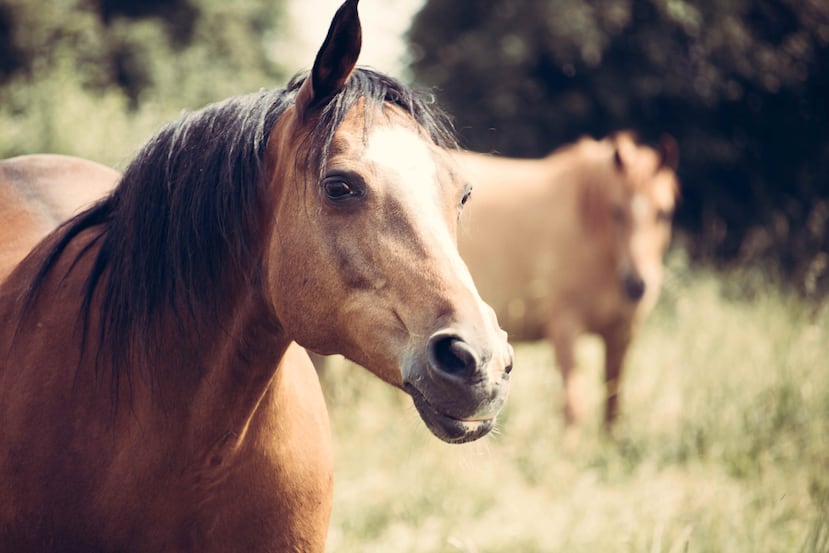 El dueño del caballo se presentó para retirarlo. (Pexels)