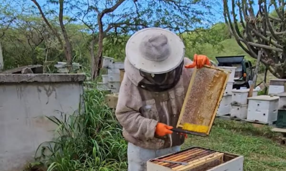 Puerto Rican honey wins award in Colombia