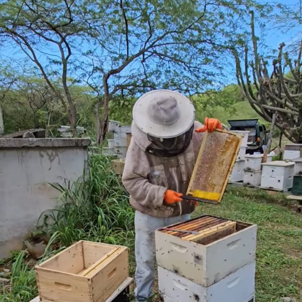 A beekeeper raises one of the frames where honey is collected at Apiarios del Hoconuco. The San Germán-based agricultural company has apiaries in several municipalities in the south of the island and produces some 22,000 of the sweet liquid a year.