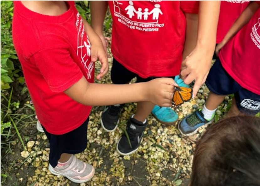 En el área verde, mantienen un mariposario, en el cual se logró la reproducción exitosa de la mariposa monarca.