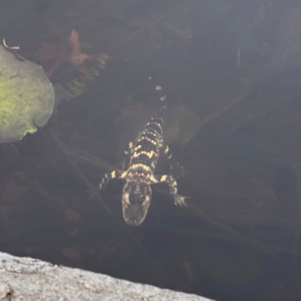 El cocodrilo de aproximadamente un pie de largo sorprendió a la gente y se convirtió en una estrella instantánea en las redes sociales después de que espectadores confundidos tomaran vídeos de él deslizándose y alejándose.