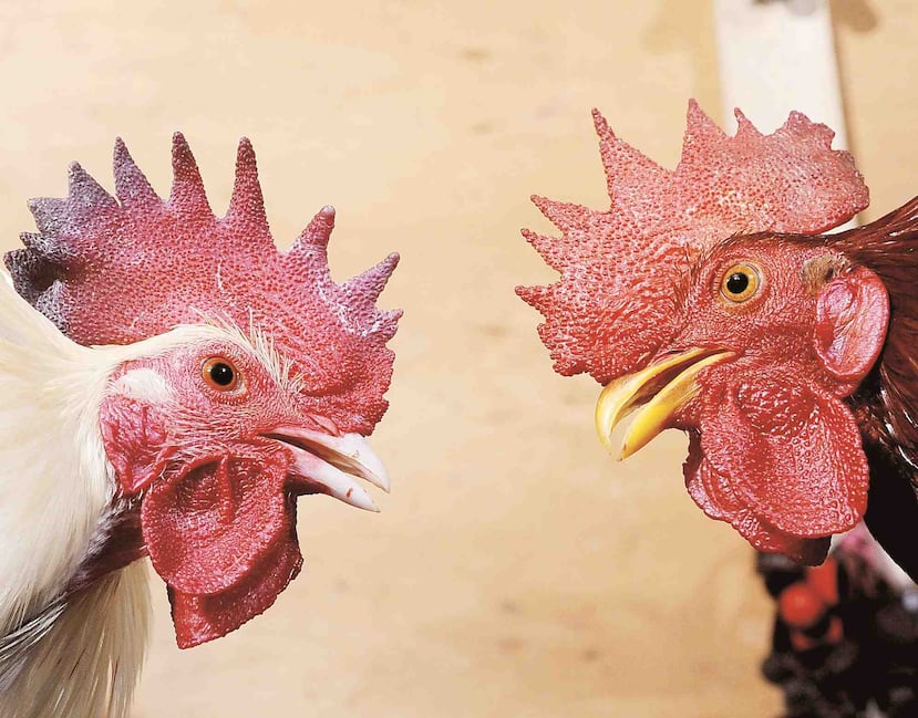 Los hechos ocurrieron en una propiedad localizada en el barrio Real Anón en Ponce. (Archivo GFR Media)