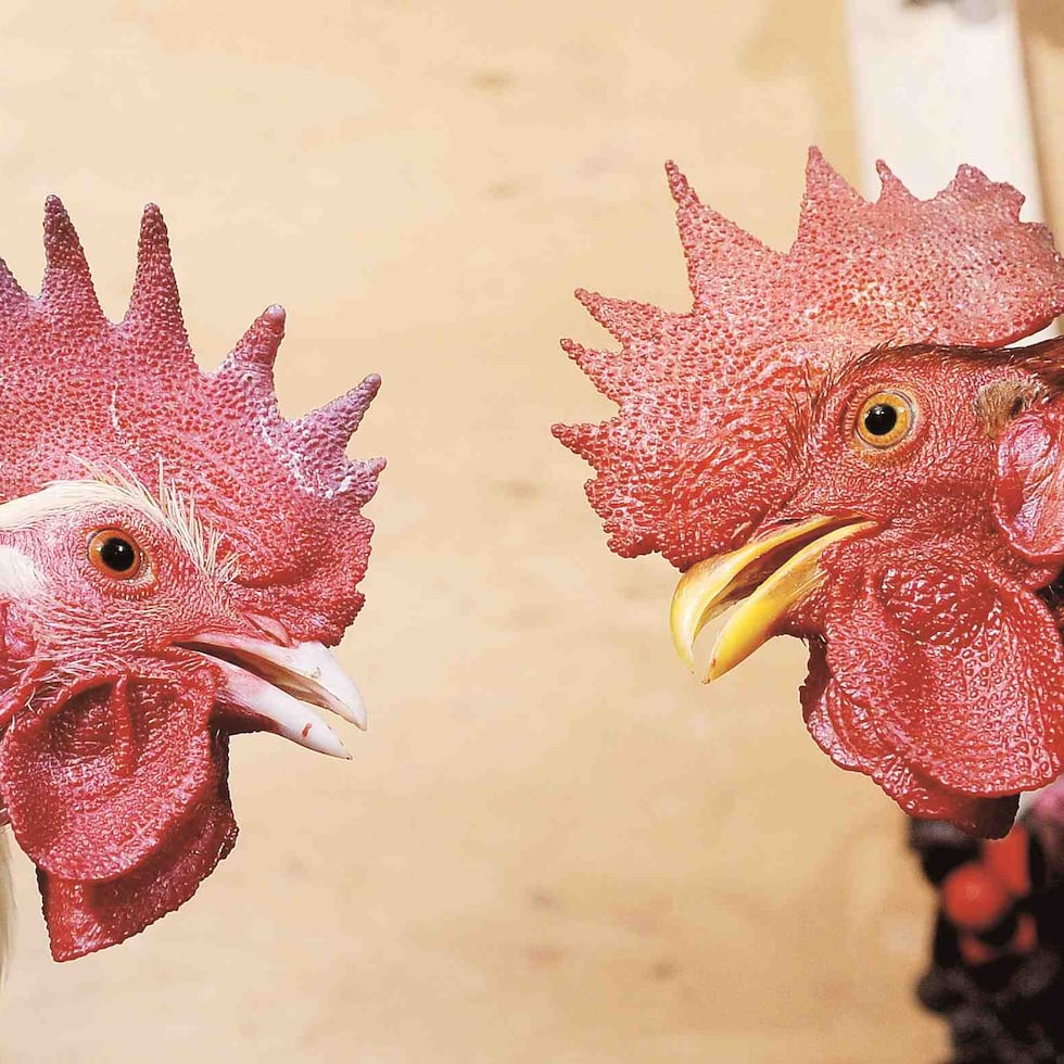 El caso es investigado por la División de Robo, Extorsiones, Delitos contra la Propiedad, Agresiones y Personas Desaparecidas de Aibonito.