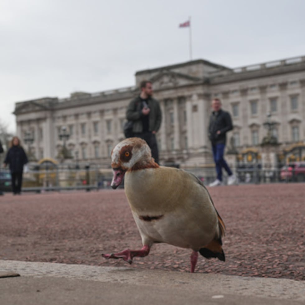 Un ganso egipcio camina por la acera frente al Palacio de Buckingham en Londres, el viernes 20 de febrero de 2026, después de que Andrew Mountbatten-Windsor fuera detenido y retenido durante horas por la policía británica bajo sospecha de mala conducta en cargo público relacionada con sus vínculos con Jeffrey Epstein.(AP Photo/Kin Cheung)