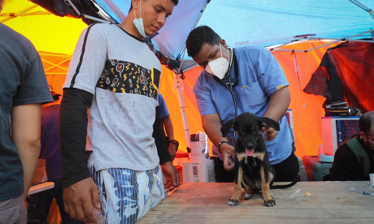 Refugios de animales en Venezuela colapsan tras terremotos de magnitud 7.2 y 7.5