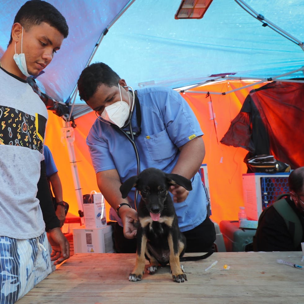 AME6819. LA GUAIRA (VENEZUELA), 03/07/2026.- Un médico veterinario brinda asistencia a un perro en una carpa de atención veterinaria este jueves, en La Guaira (Venezuela). Además de perros y gatos, "hemos recibidos conejos, morrocoyes, un lorito, la mayoría en estado crítico", explicó a EFE Tejera, una de los 170 miembros de esta organización que se conformó de manera espontánea un día después de los terremotos de magnitud 7,2 y 75, en medio de la ola ciudadana de ayuda que se volcó a llevar asistencia a La Guaira.