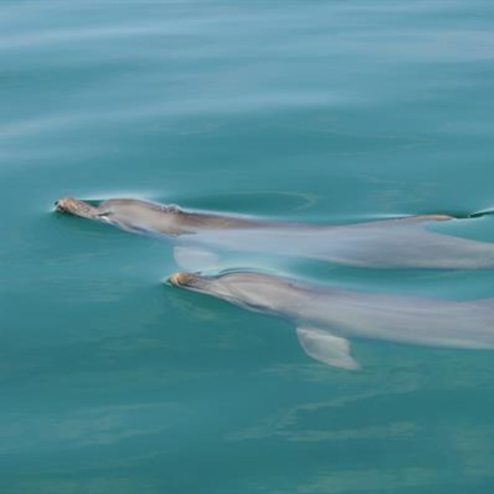 Some comments on social media allege that the dolphin is also being fed to lure it toward boats and entertain tourists.