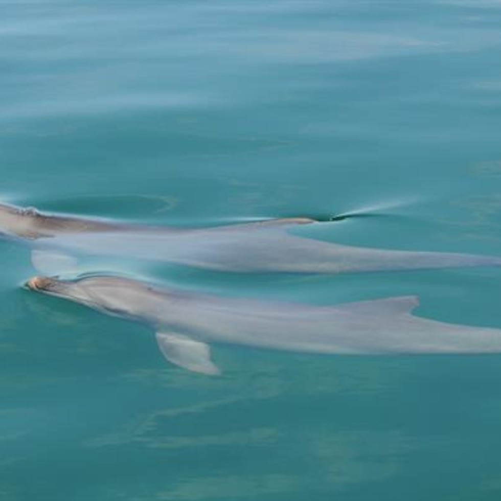 Las autoridades le pidieron a la ciudadanía que evite interactuar con delfines.