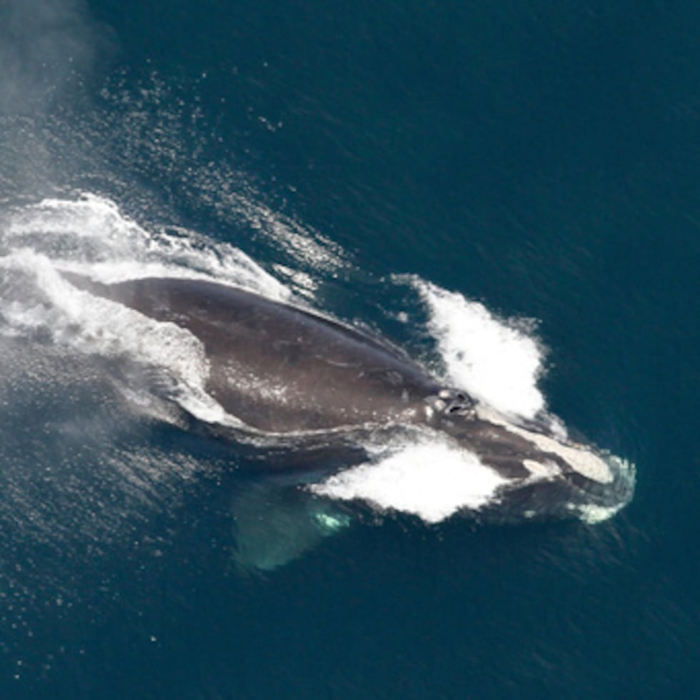 La población de las ballenas, que son vulnerables a colisiones con barcos y enredos en aparejos de pesca, cayó alrededor del 25% de 2010 a 2020.