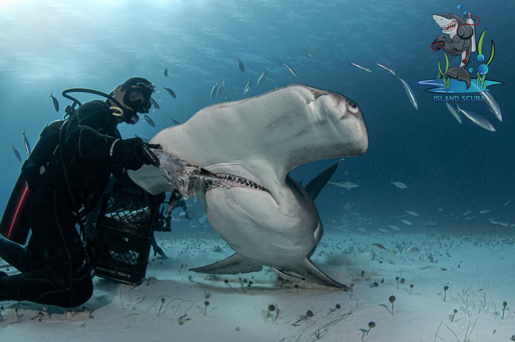 Imagen de la cobertura de: Buceo con tiburones en Puerto Rico queda bajo escrutinio por operadores sin licencia
