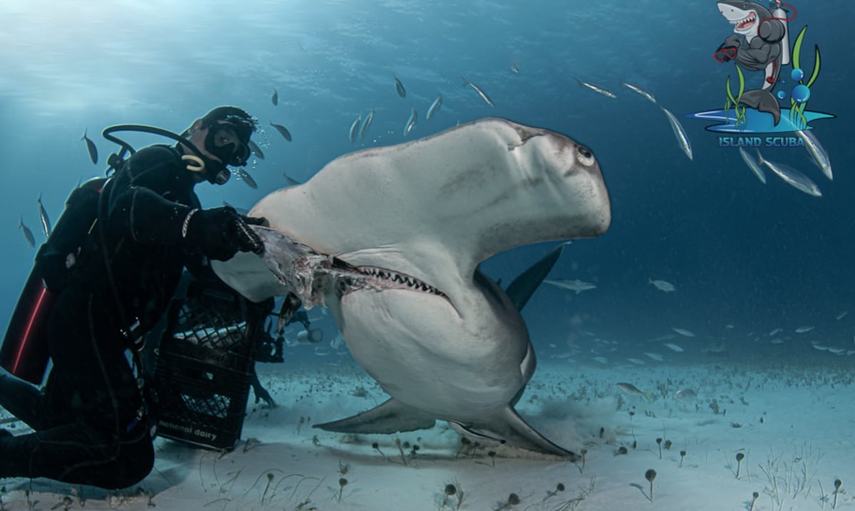 Empresas "piratas" llevan turistas a nadar con tiburones ilegalmente en Puerto Rico